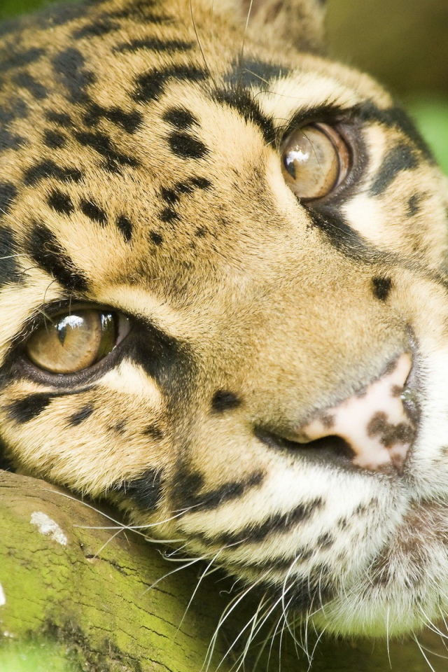 Грустные глаза леопарда