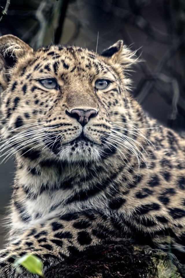 Грустный пятнистый леопард