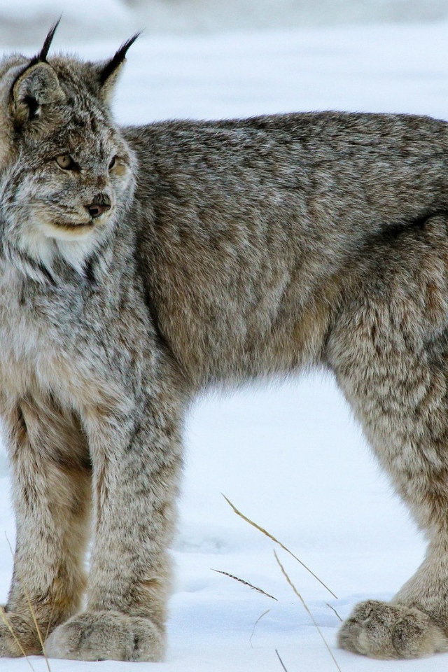 Мохнатая канадская рысь