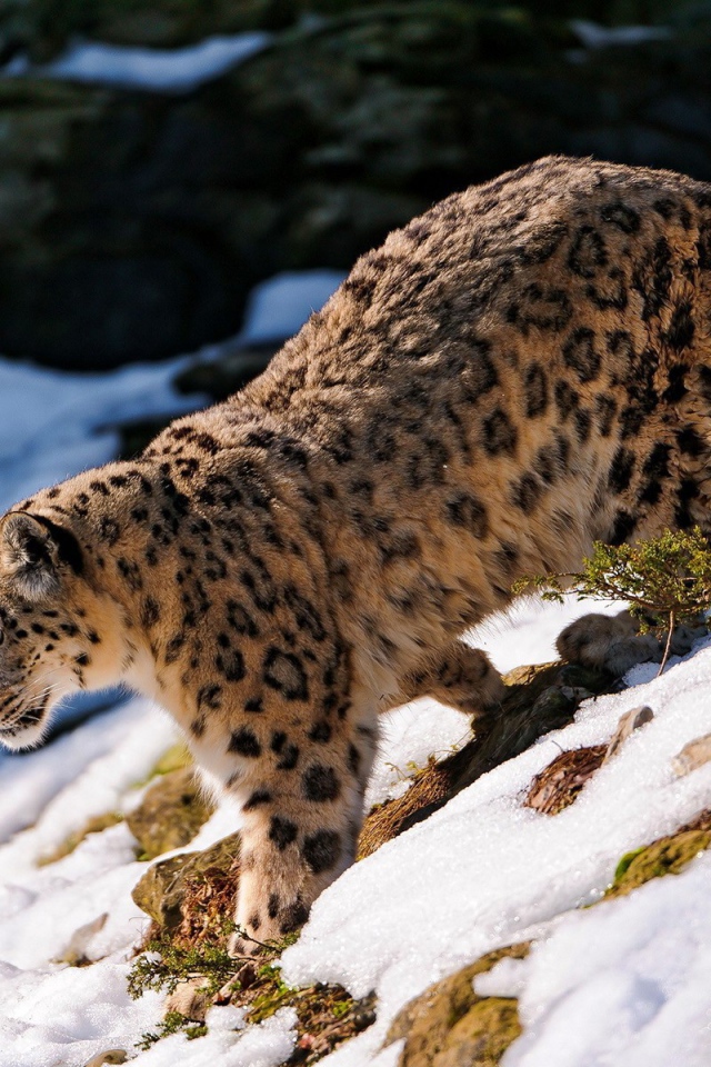 Снежный леопард идет вниз по склону горы