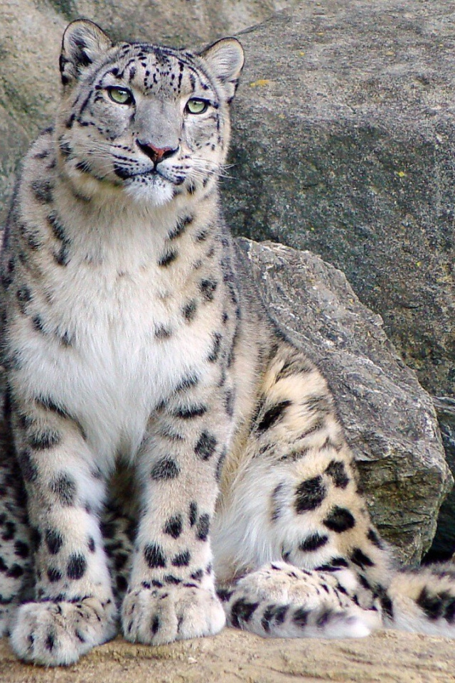 Снежный барс с котенком