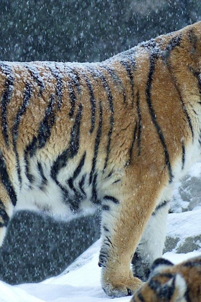 Снег на спине тигра