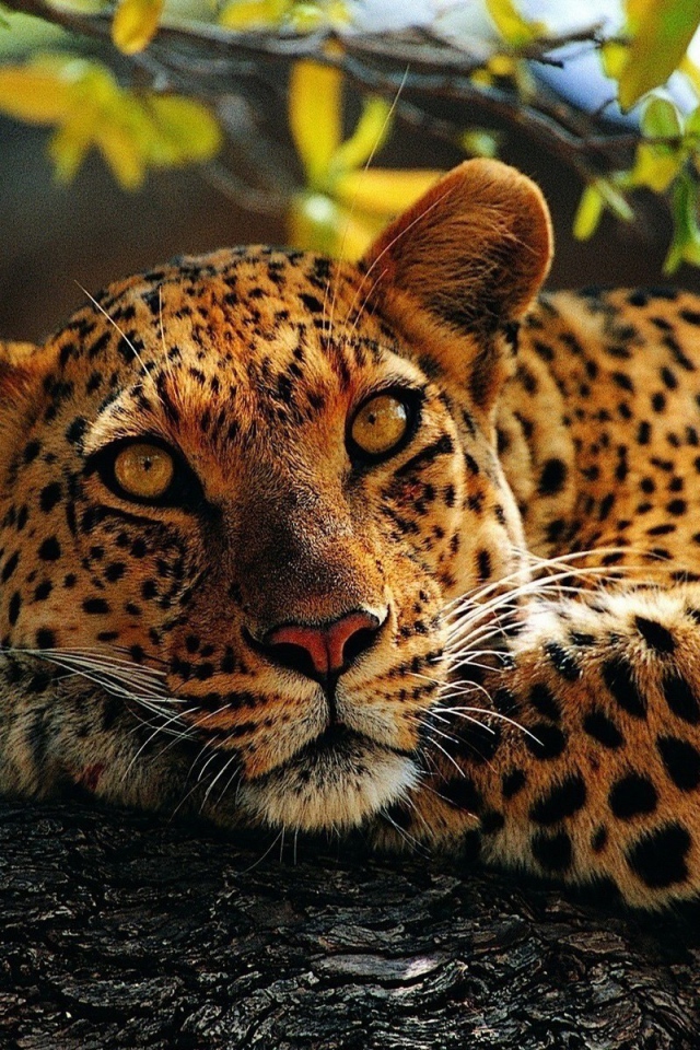 Пятнистый ягуар лежит на дереве