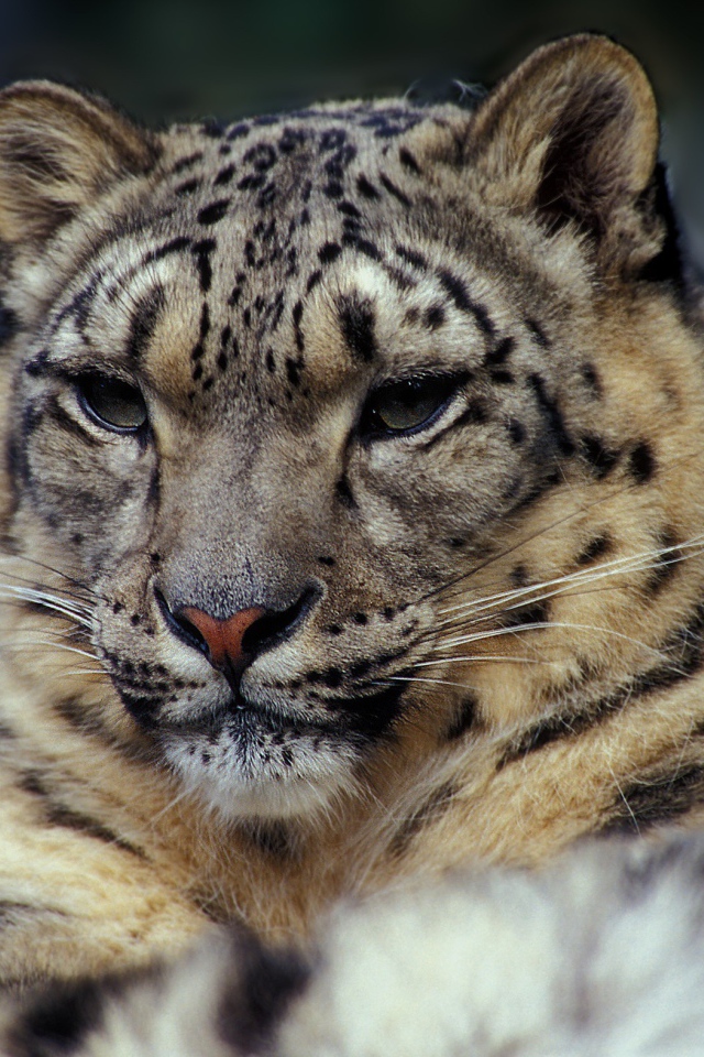 Суровый взгляд дикой кошки