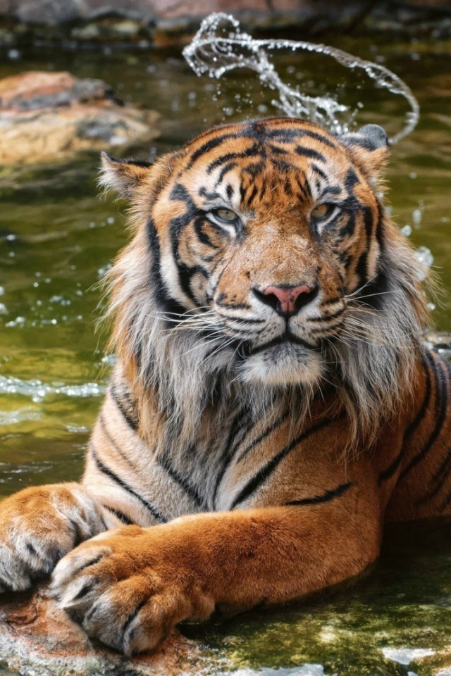 Суматранский тигр в воде