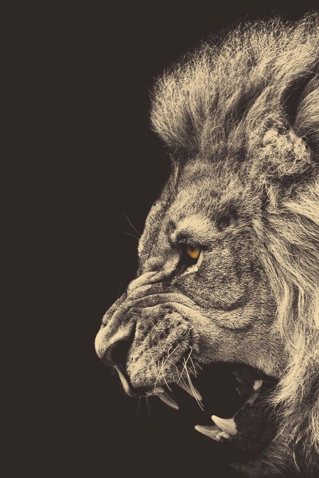 Голова злого льва, серый фон