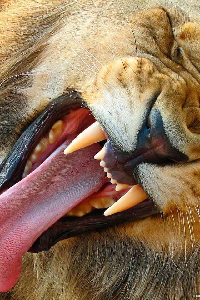 Лев демонстрирует свои клыки