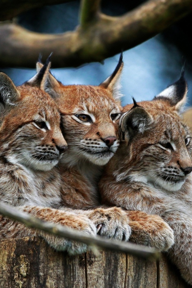 Три рыси под веткой