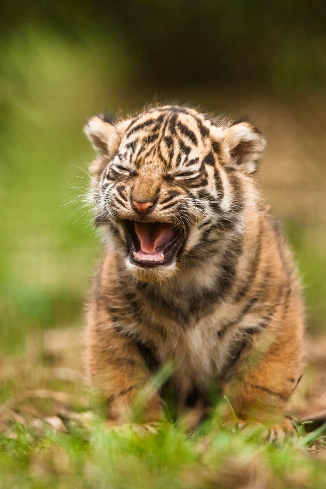 Детеныш тигра зовет родителей