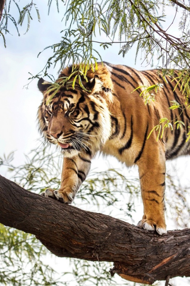 Тигр идет по стволу дерева