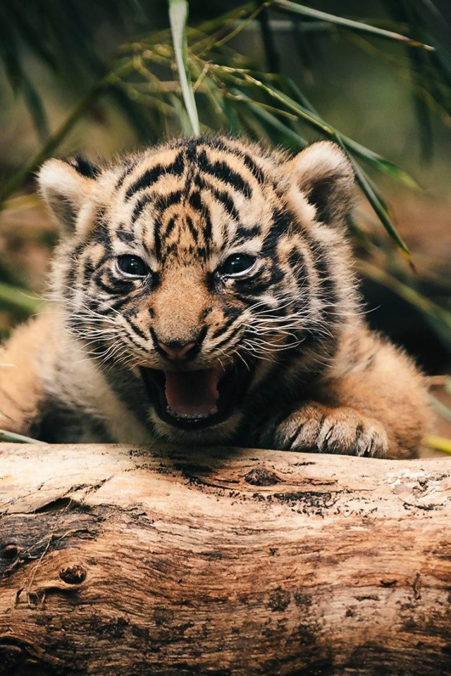 Тигренок прячется за деревом