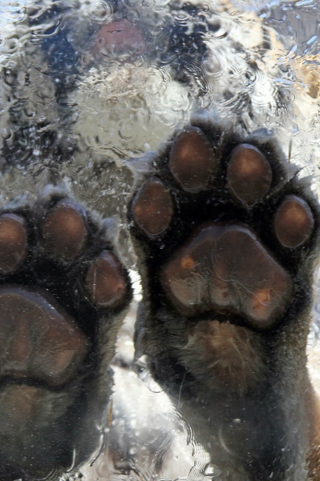 Тигр на льду