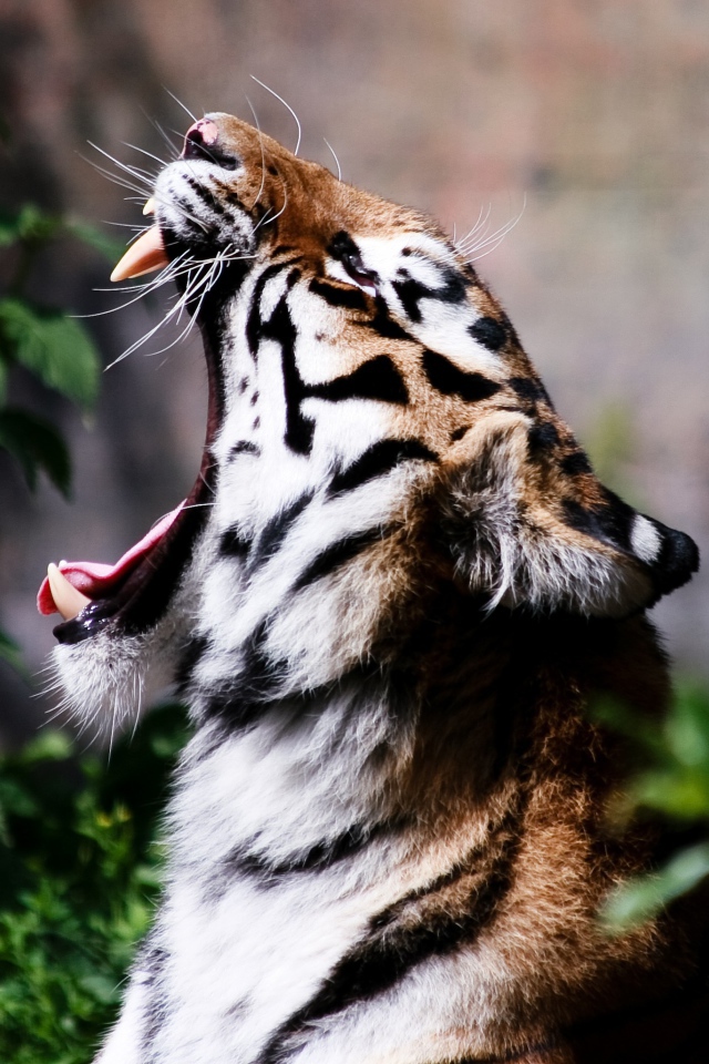 Тигр широко разинул пасть