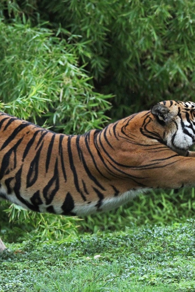 Тигр точит когти