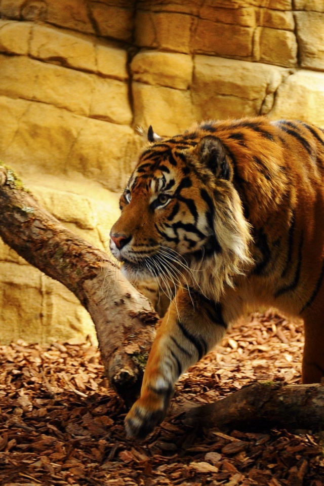 Тигр перешагивает через ветку в вольере