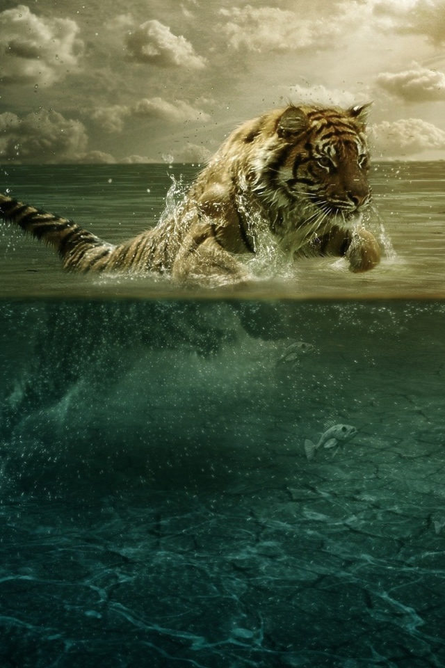 Тигр плывет в воде