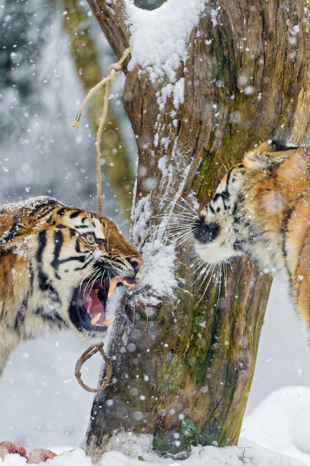 Тигры на снегу выясняют отношения