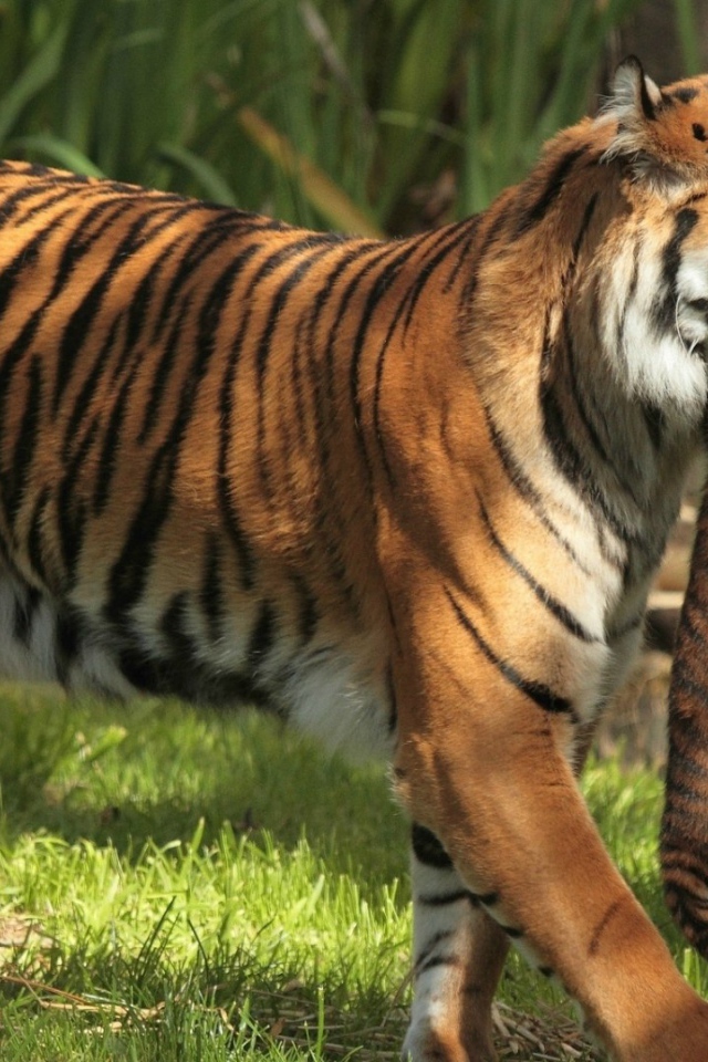 Тигрица держит в зубах тигренка