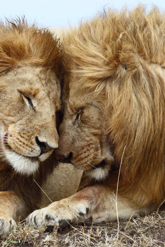 Два брата львы