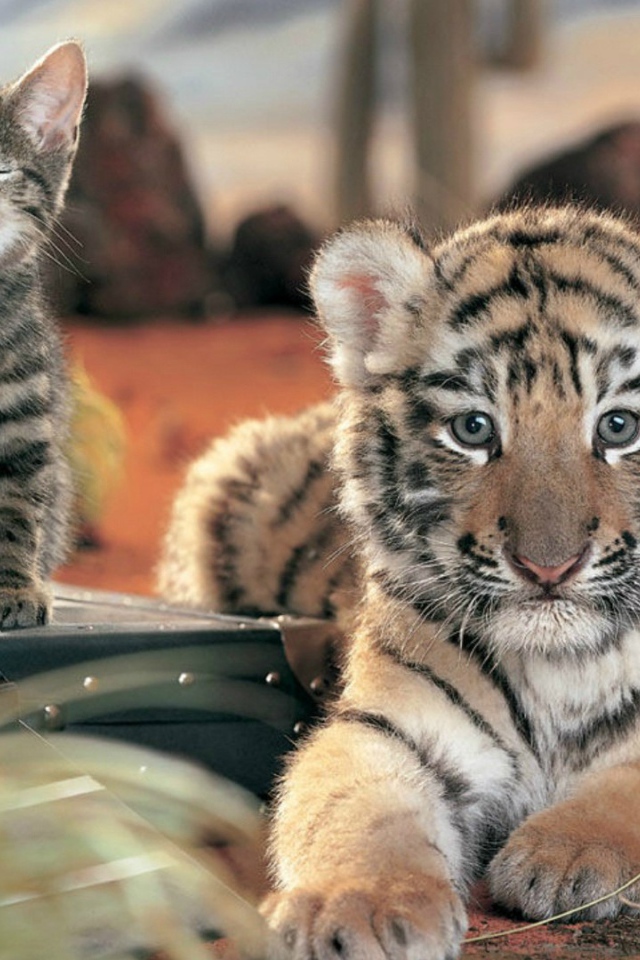 Два дальних родственника