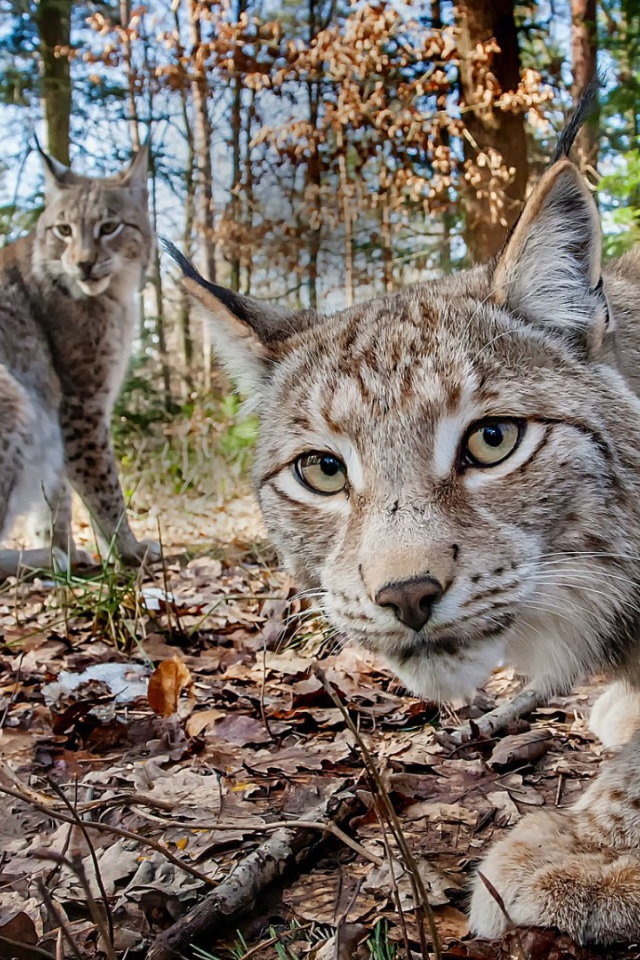 Две рыси в лесу