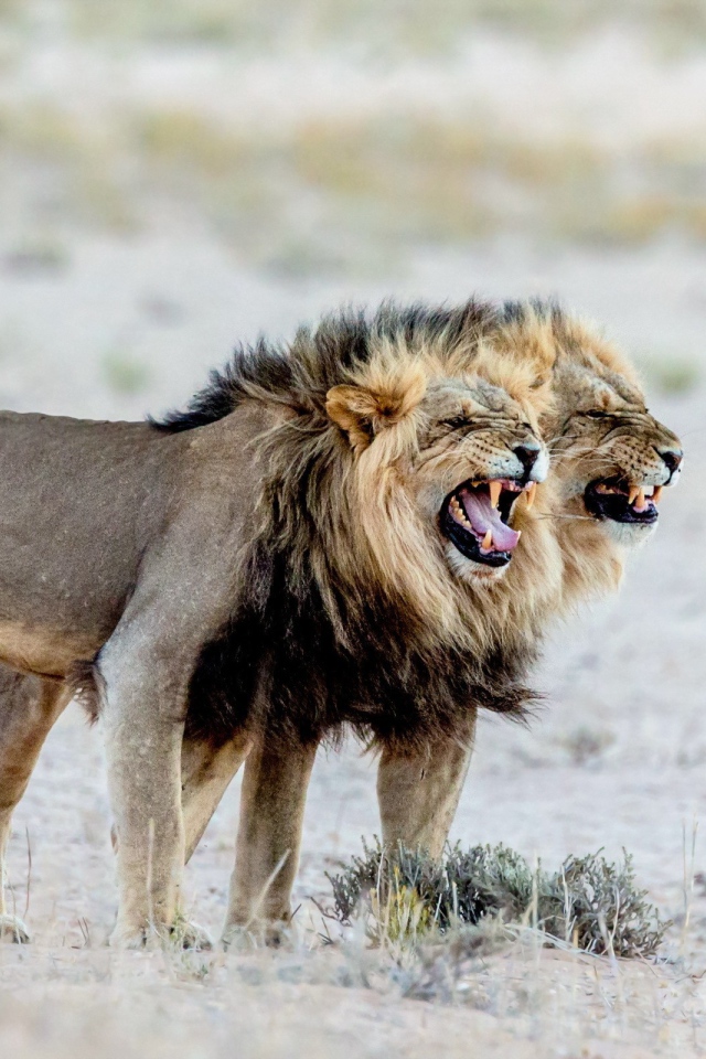 Два старых голодных льва