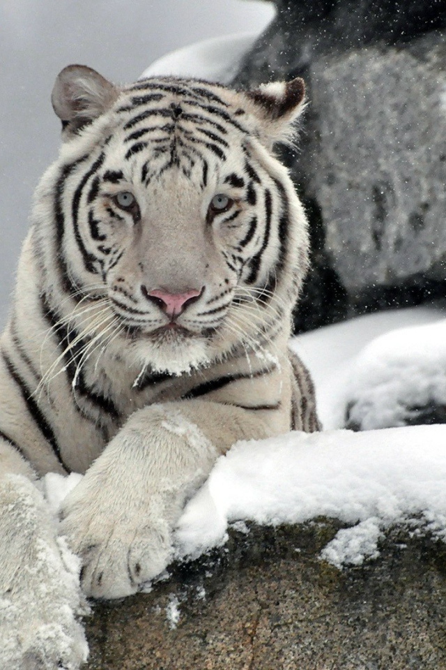 Белый тигр на снегу