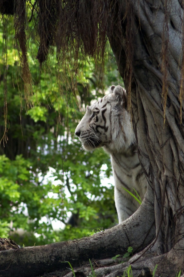 Белый тигр за деревом
