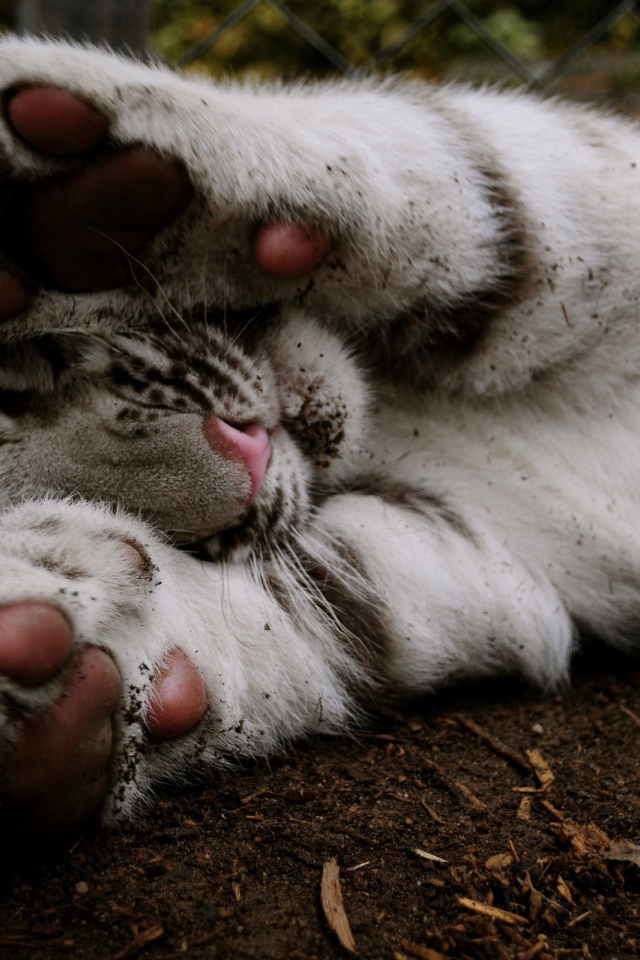 Белый тигренок прикрывает лапами мордочку