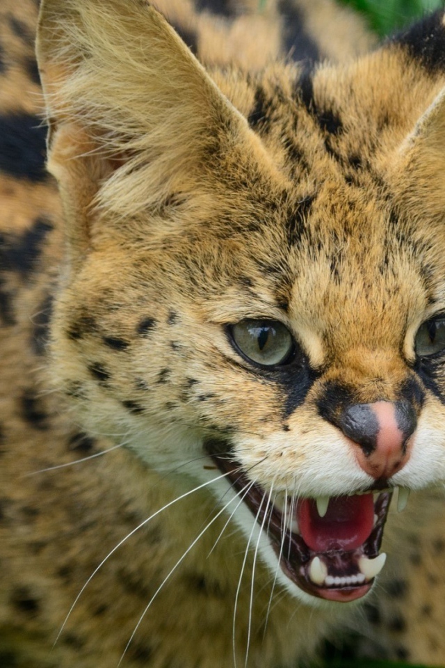 Злая дикая кошка в траве