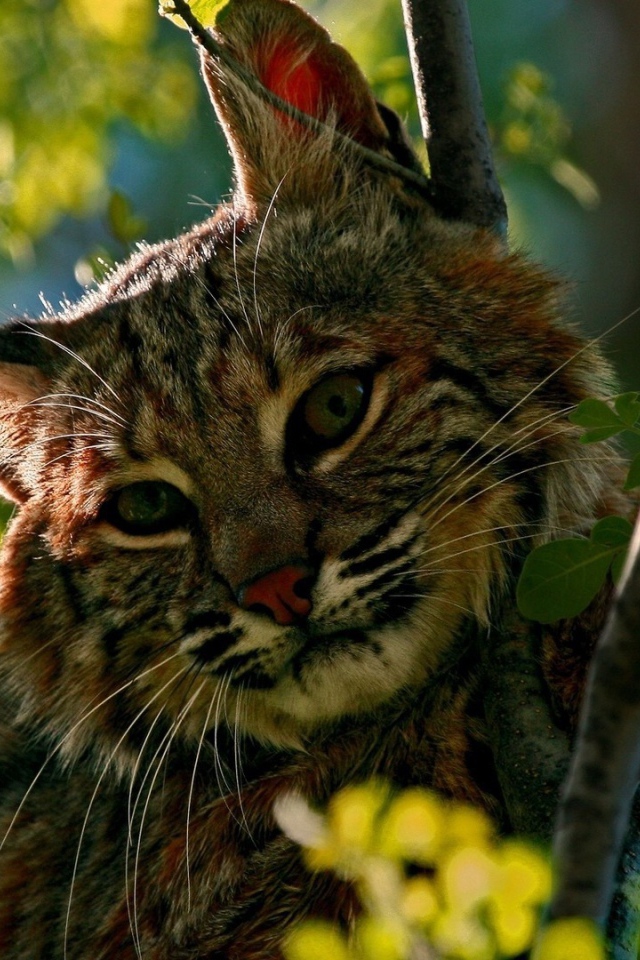 Дикий кот притаился среди зеленых веток