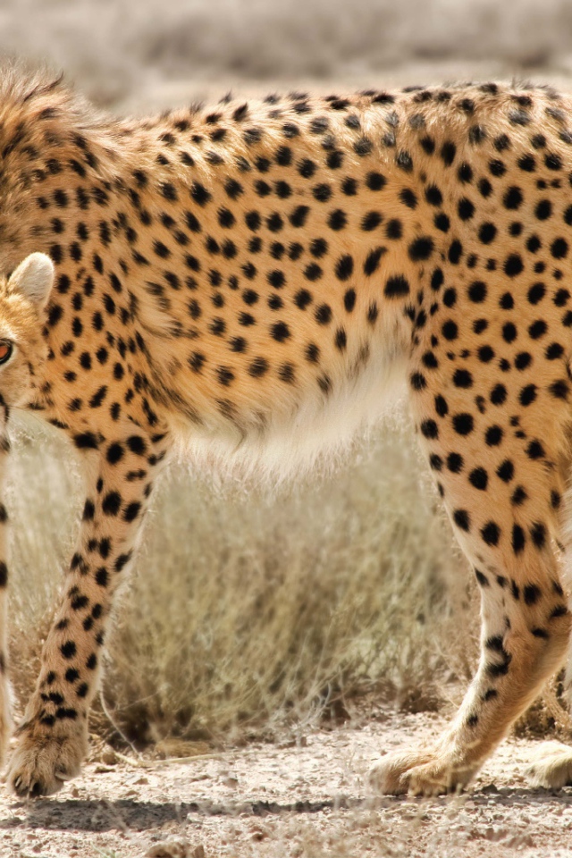 Дикая кошка в Иране