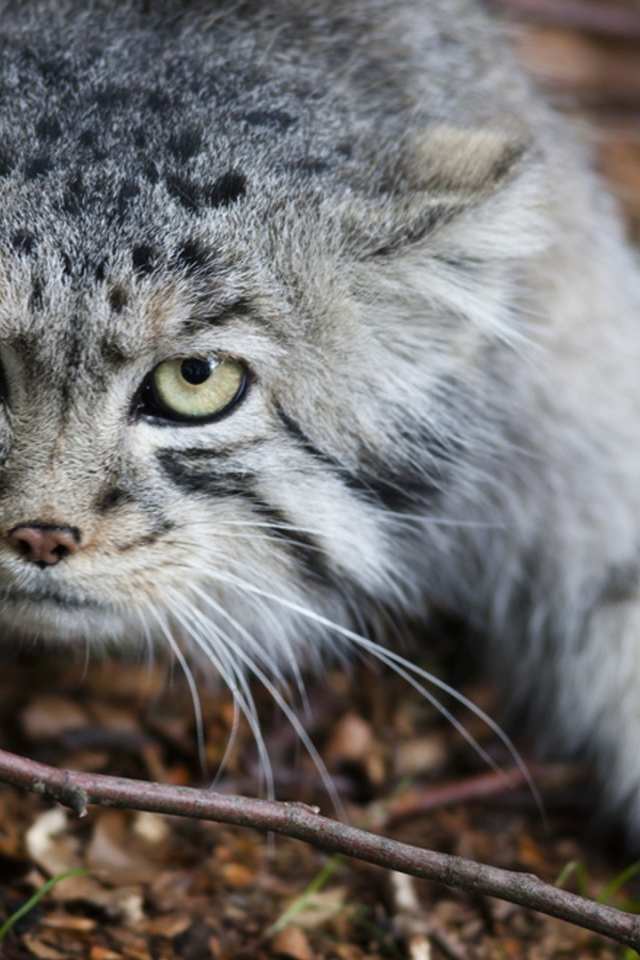 Дикий кот крадется по земле