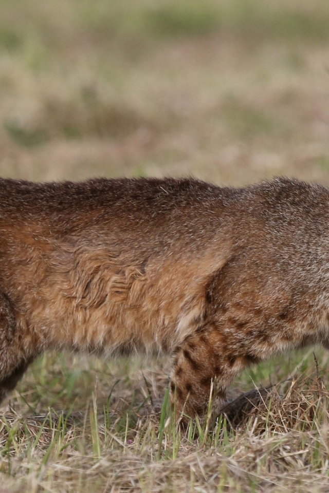 Дикая кошка идет по траве