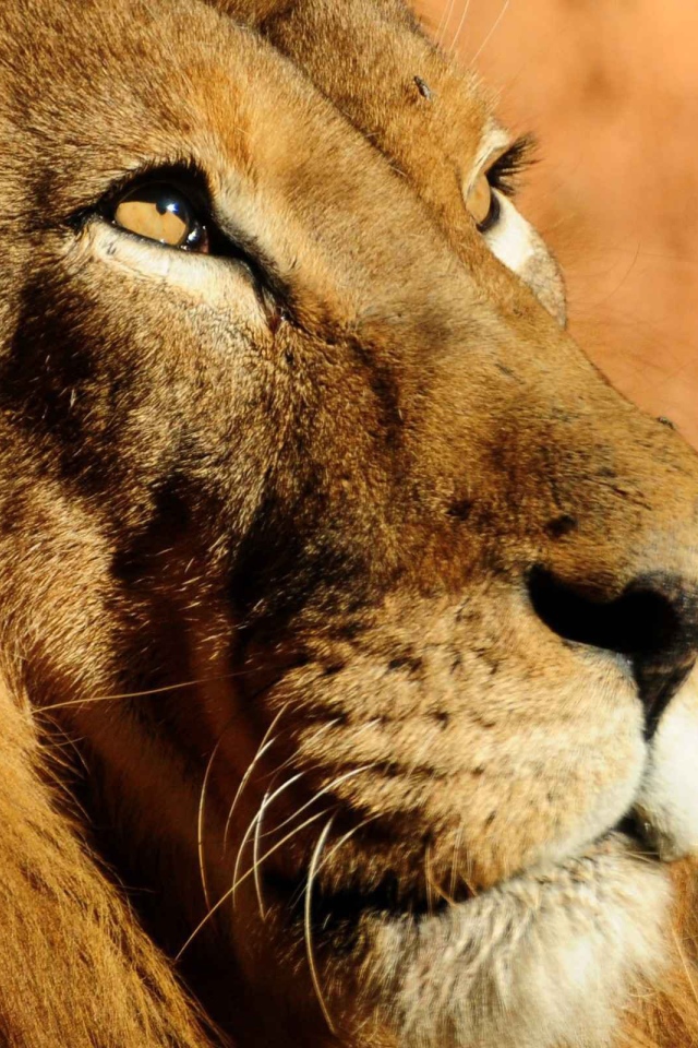 Мудрый лев смотрит вверх