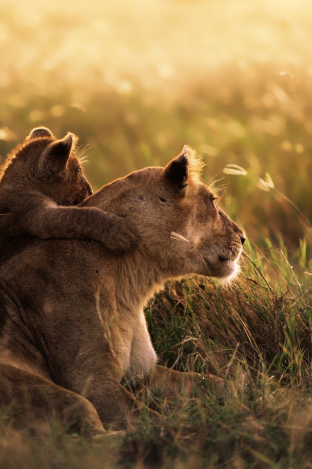 Львенок обнимает свою маму