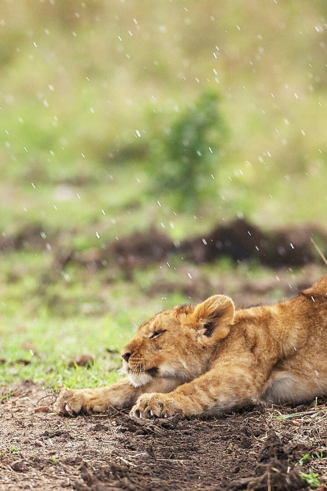 Львенок под дождем