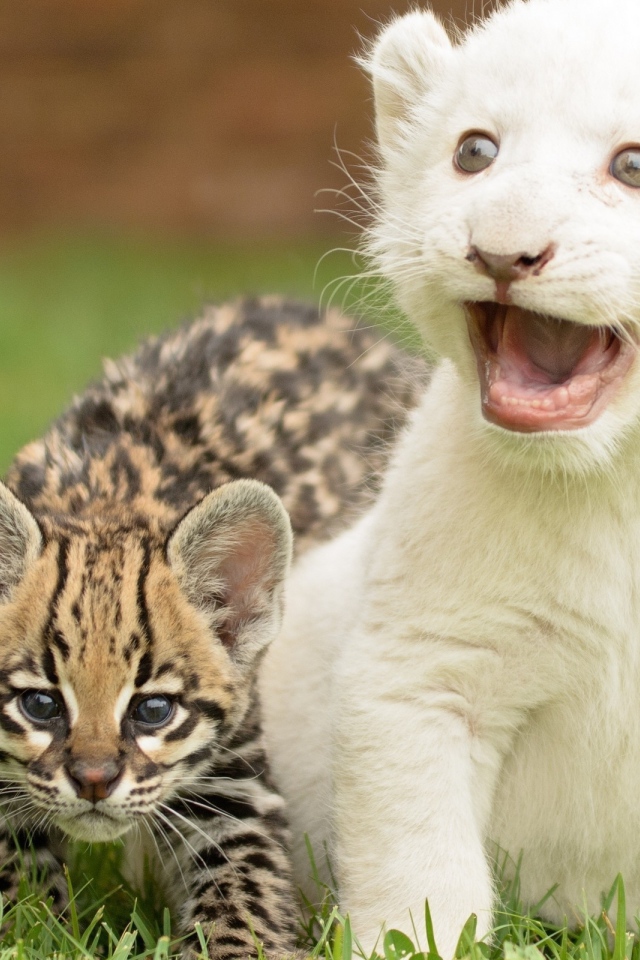 Детеныши оцелота и белого тигра