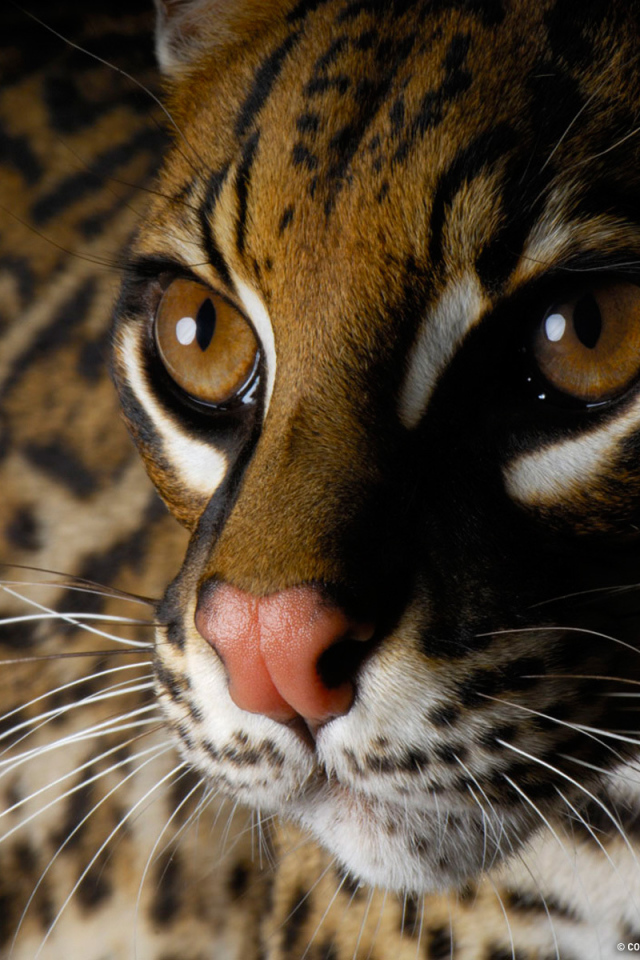 Глаза дикой кошки