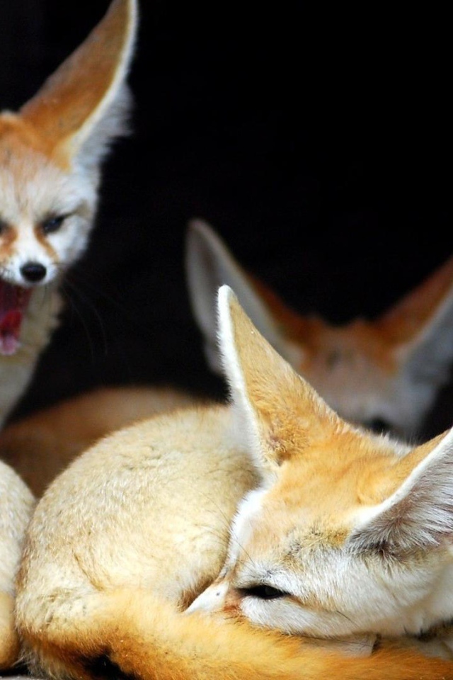 Семья лис породы фенек