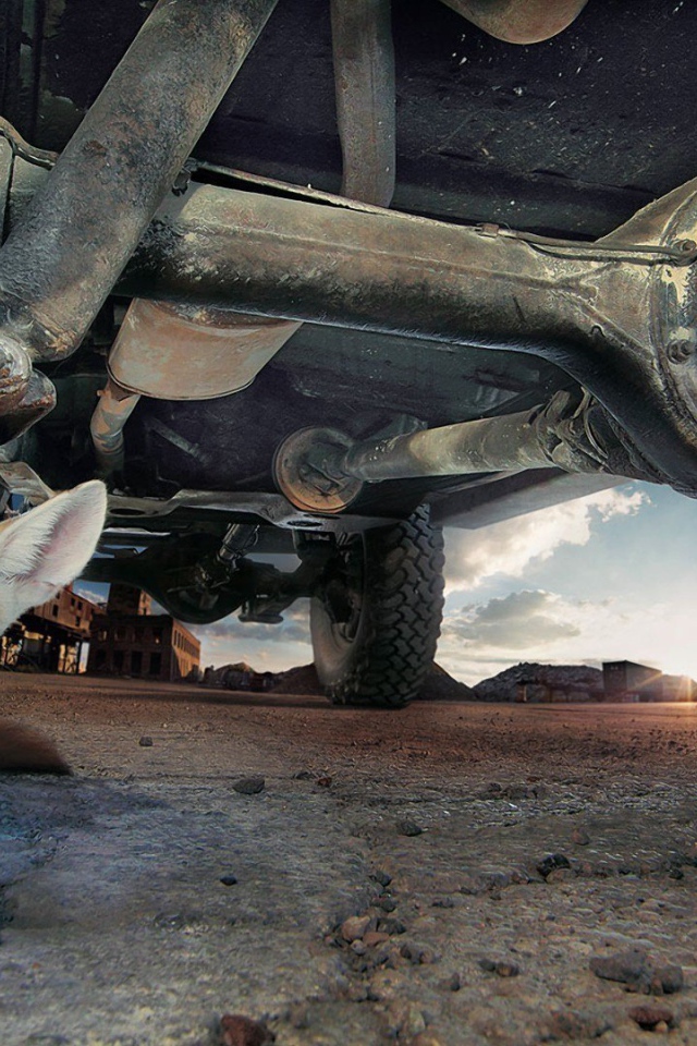 Фенек под автомобилем