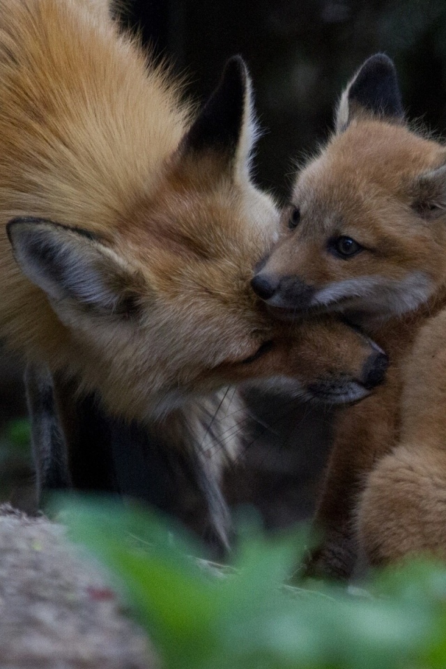 Лиса ухаживает за своим детенышем