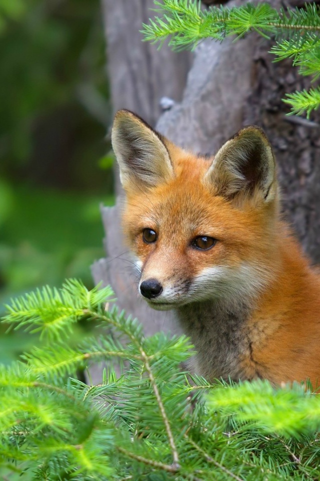 Лиса в хвойных зарослях
