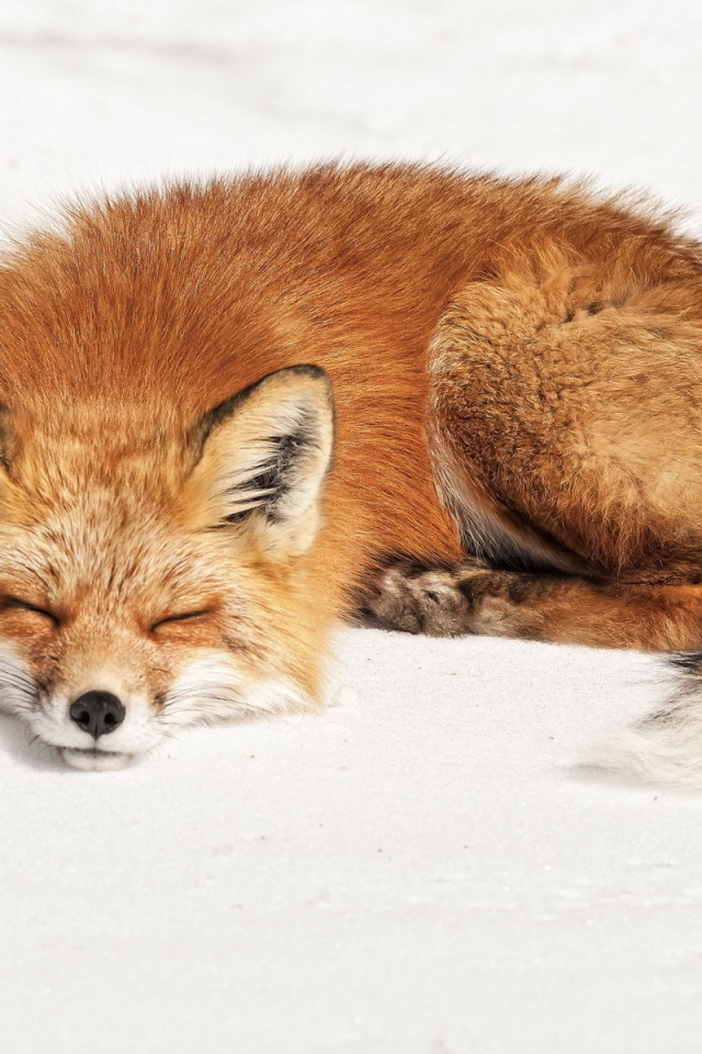 Лиса сладко спит на белом снегу