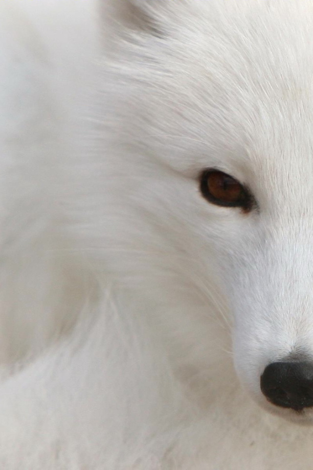 Fox with a black nose