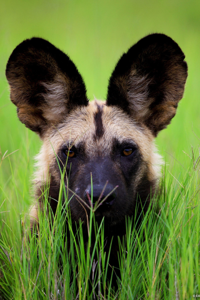 Гиена с большими ушами