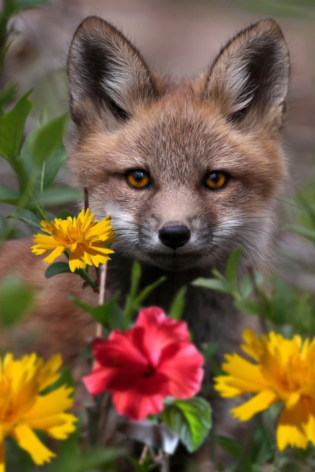 Маленький лисенок в цветнике