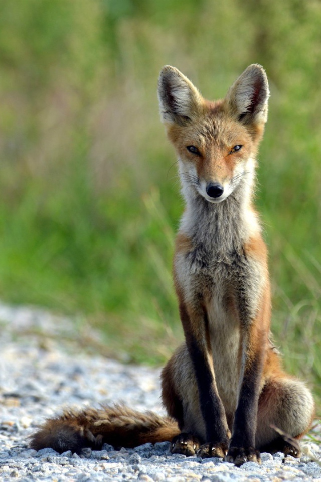 Худой лис сидит на тропе