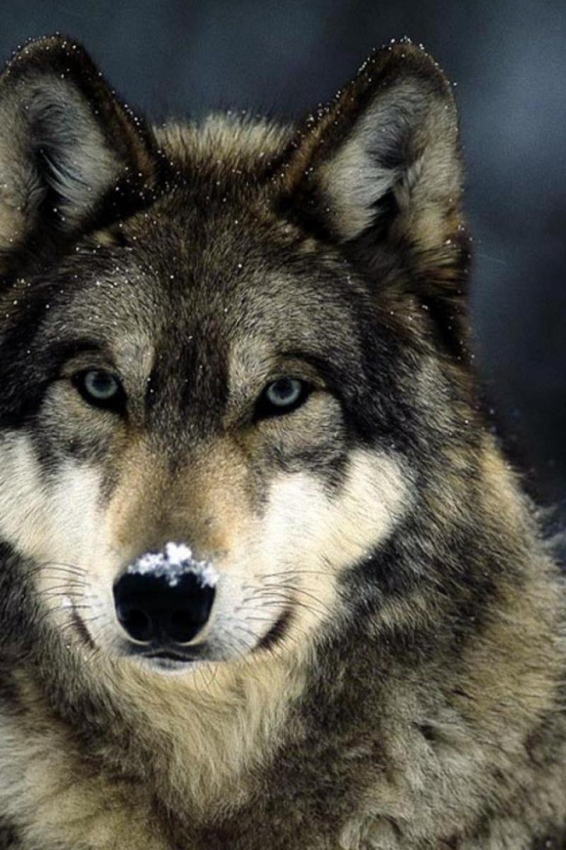 Мелкие снежинки на шерсти волка