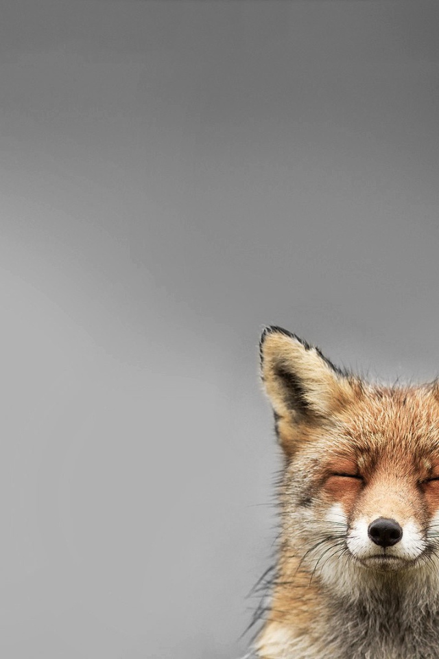 Голова лисы, серый фон